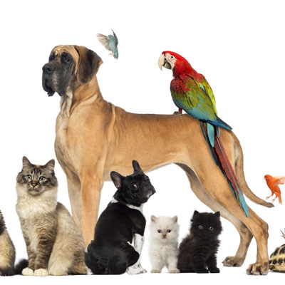 New Pet Fund
