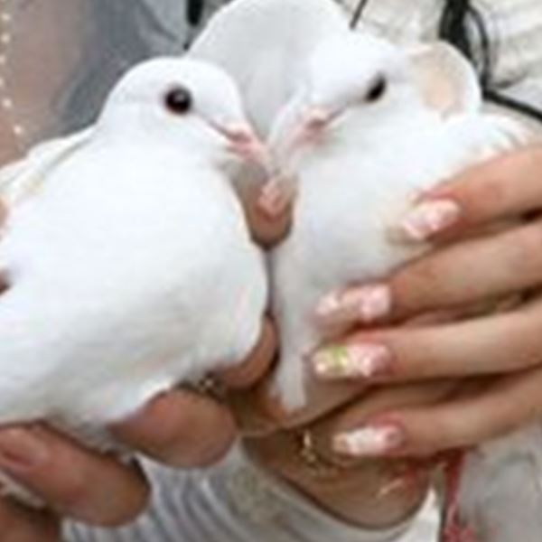 White Angel Doves Wedding Services Melbourne Easy Weddings